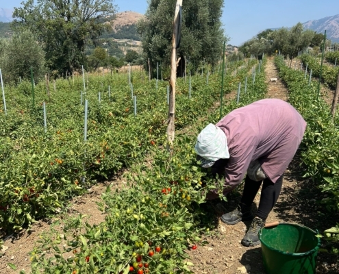 Tomato harvest