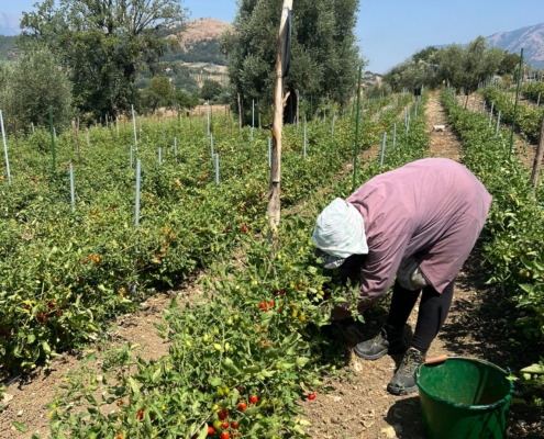 Raccolta datterino rosso