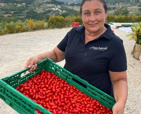 tomato after harvest